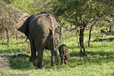 Afrikanischer Elefant (96 von 131).jpg